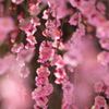 鈴鹿の森庭園