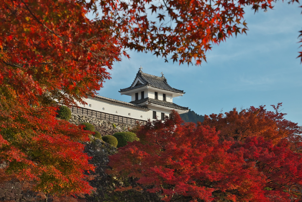 郡上八幡城の紅葉