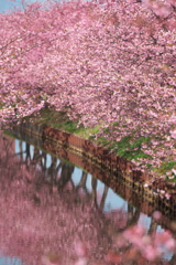 河津桜ロード