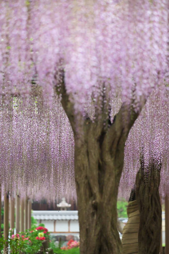 曼陀羅寺公園の藤