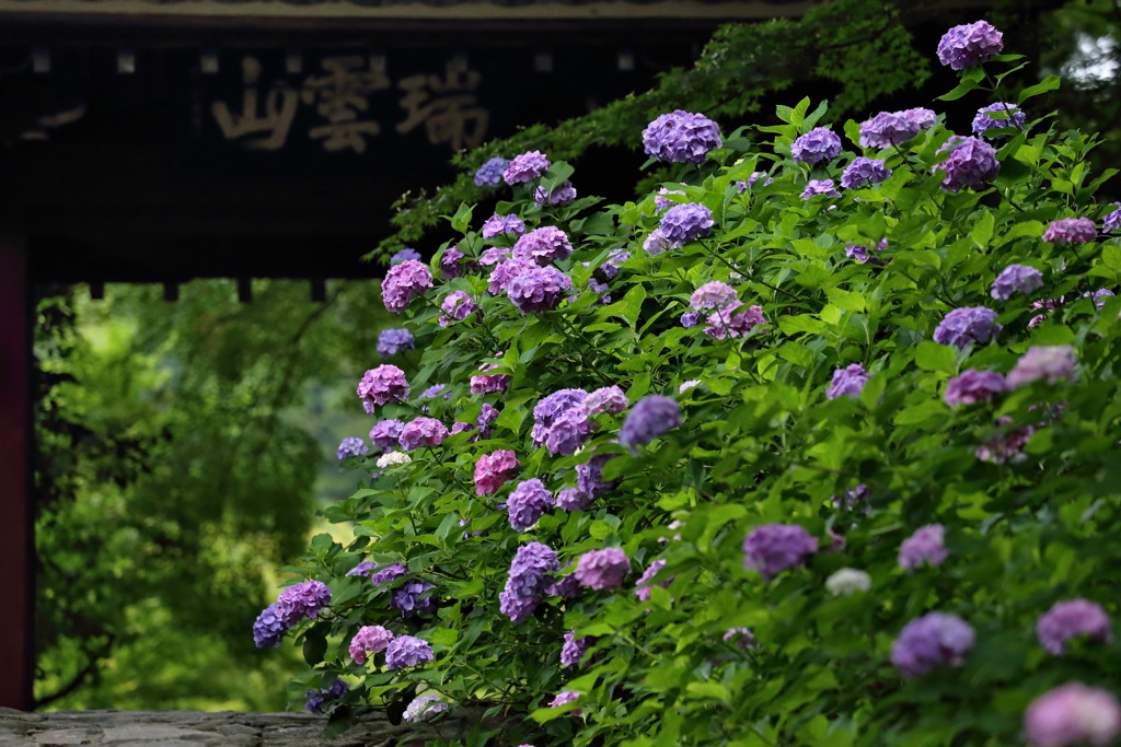 紫陽花2020⑭