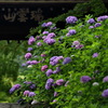 紫陽花2020⑭
