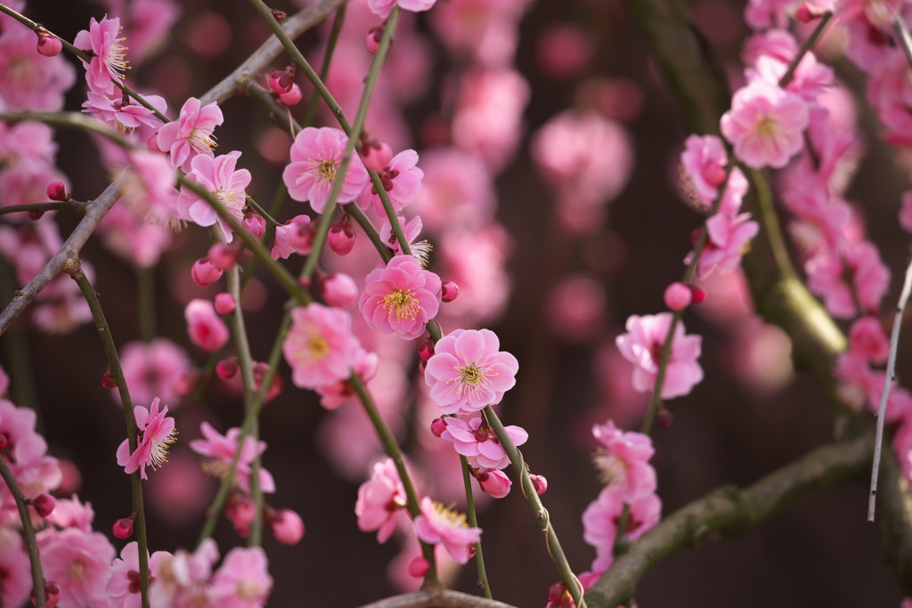 鈴鹿の森庭園