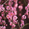 鈴鹿の森庭園