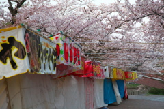 堀尾跡公園の桜