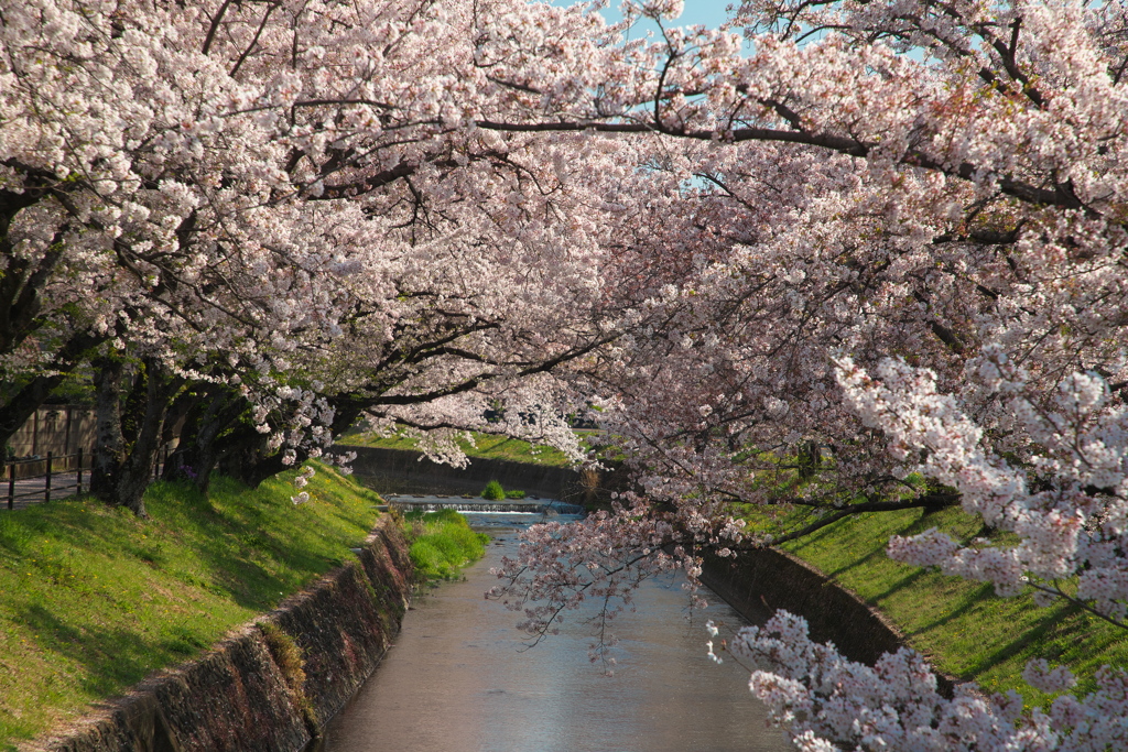 五条川の桜