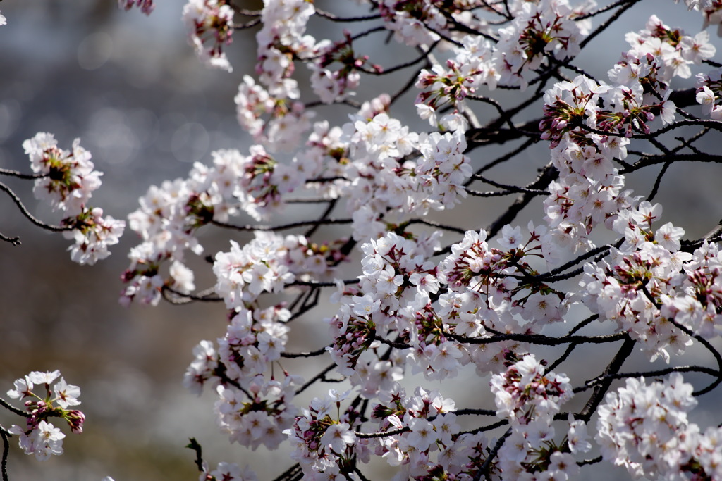 新境川堤の桜５