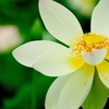 森川花はす田