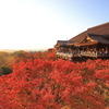 紅葉の清水寺