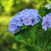 紫陽花2020⑤