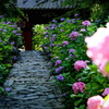 紫陽花2020⑬