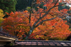 慈恩禅寺の紅葉