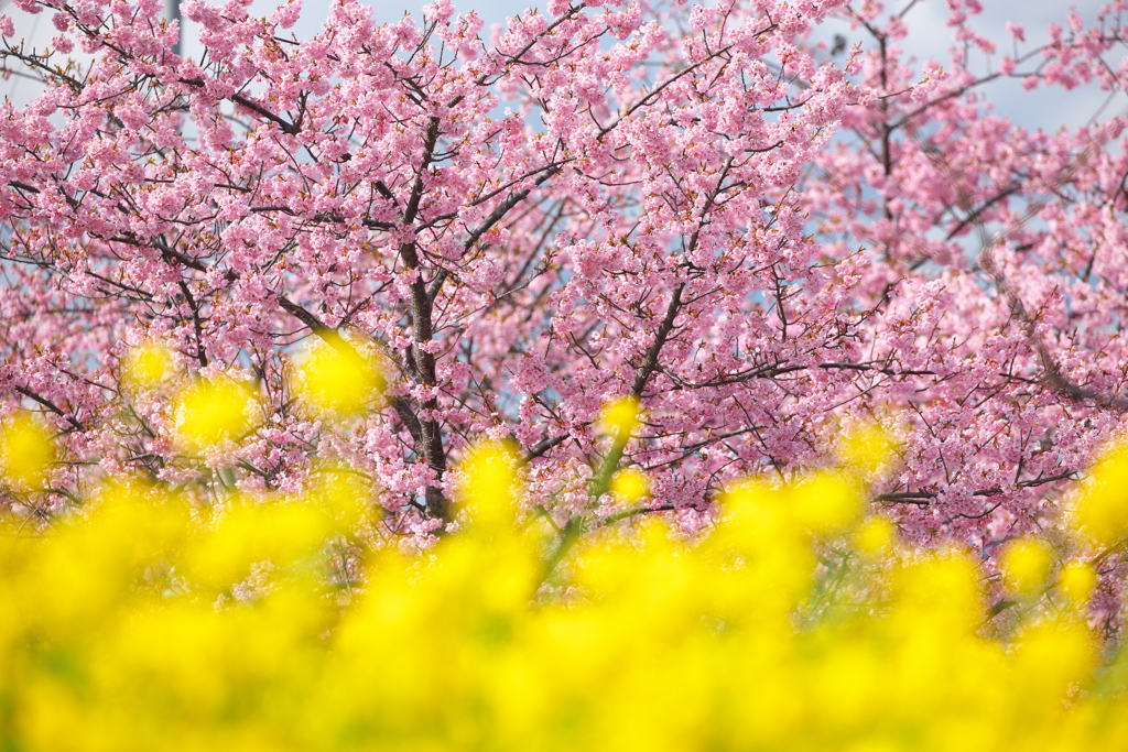笠松河津桜ロード2024