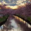 笠松河津桜ロード2024