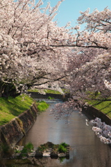 五条川の桜