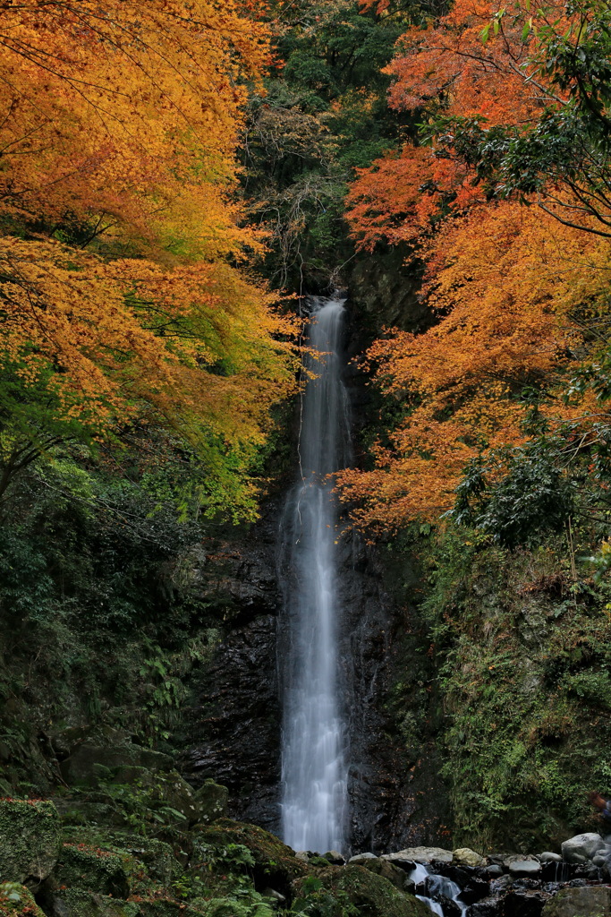 養老の滝