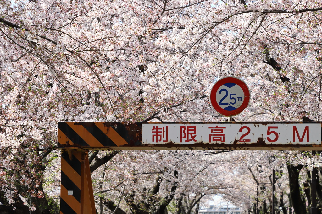 2020春