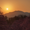 鈴鹿の森庭園
