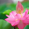 森川花はす田