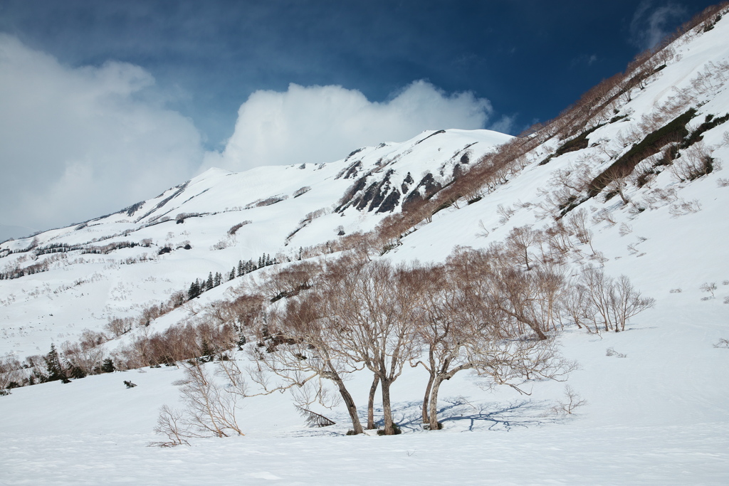 残雪期の栂池自然園
