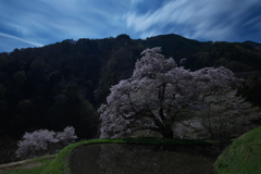 月下の駒つなぎの桜