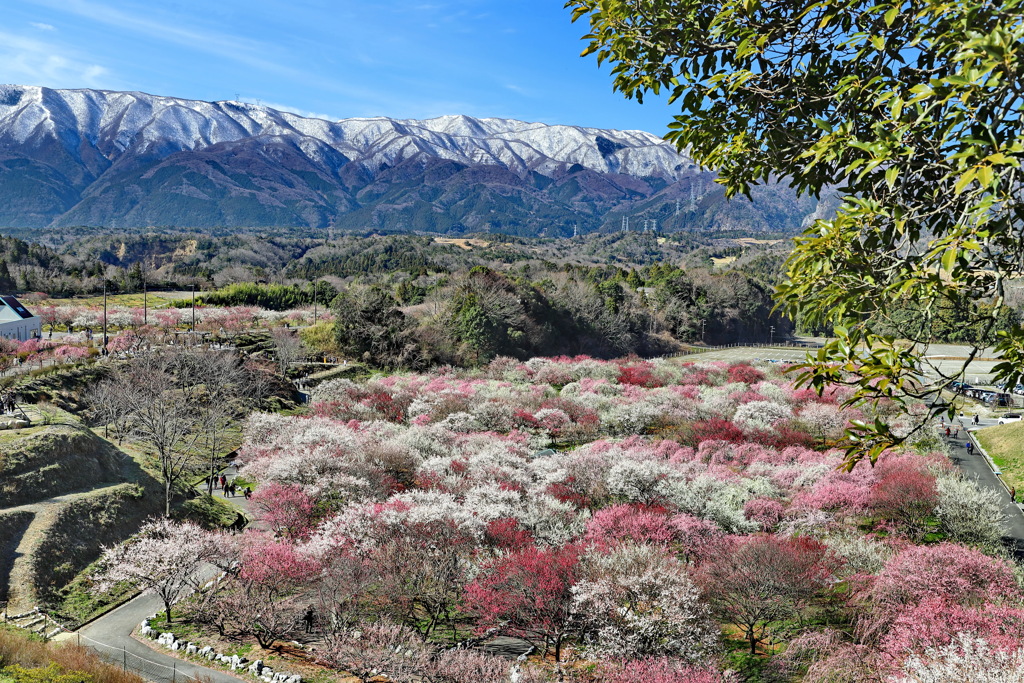 いなべ市梅林公園⑩