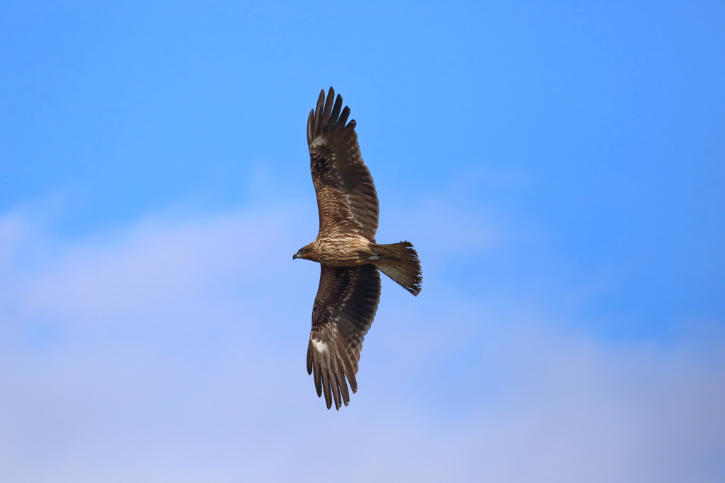  Black Kite