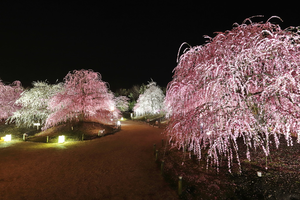 鈴鹿の森庭園ライトアップ