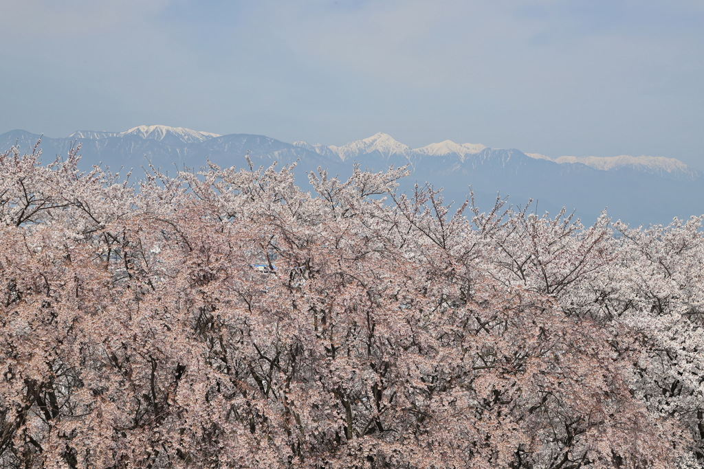 弘法山古墳の桜③