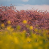 笠松河津桜ロード2024