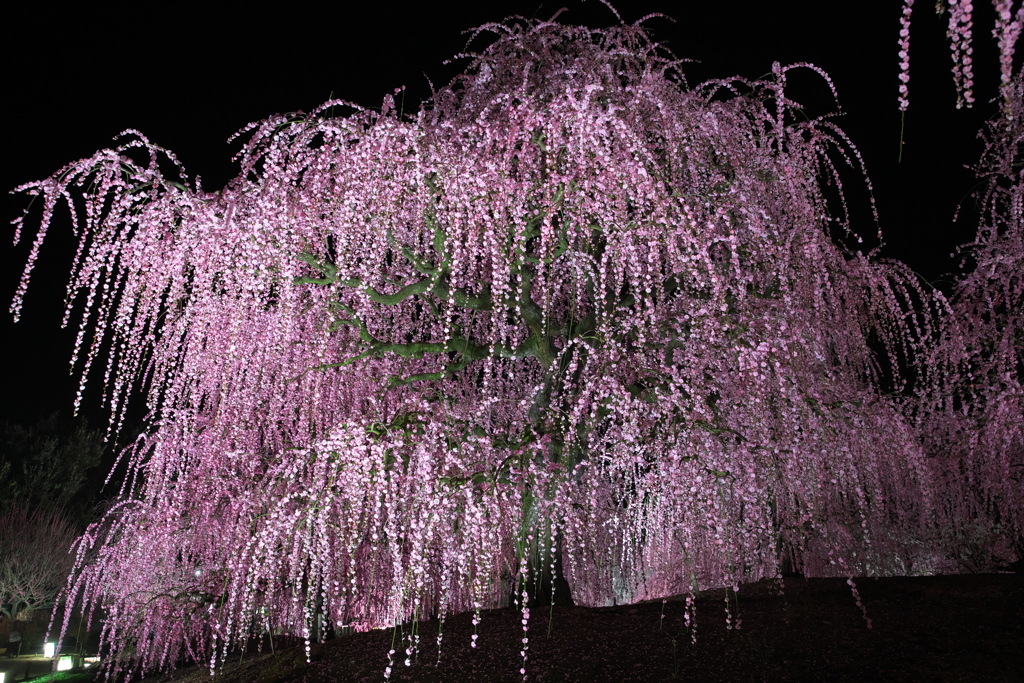 鈴鹿の森庭園2023