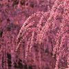 鈴鹿の森庭園