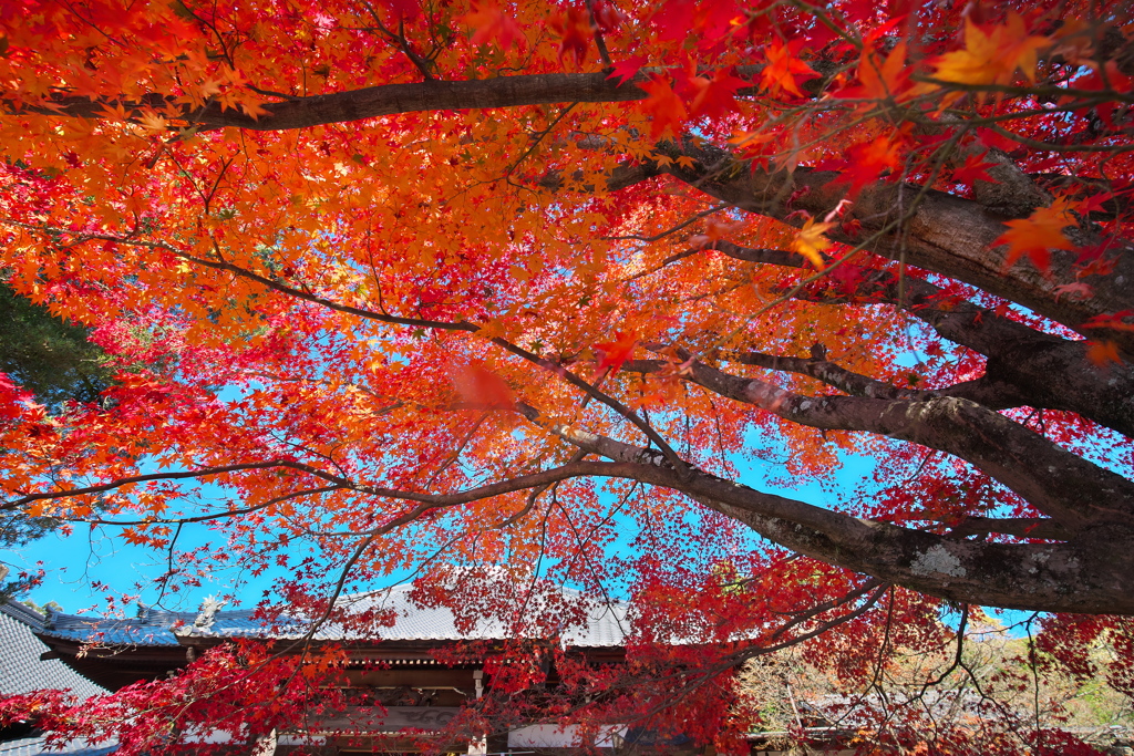 犬山寂光院
