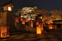 夜桜と行燈