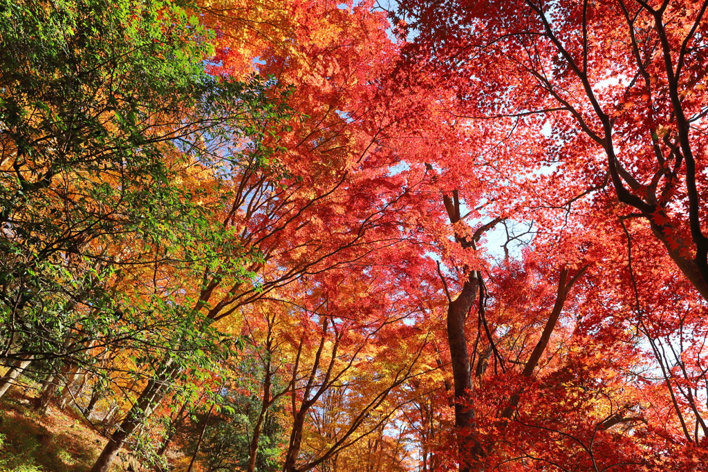 紅葉集