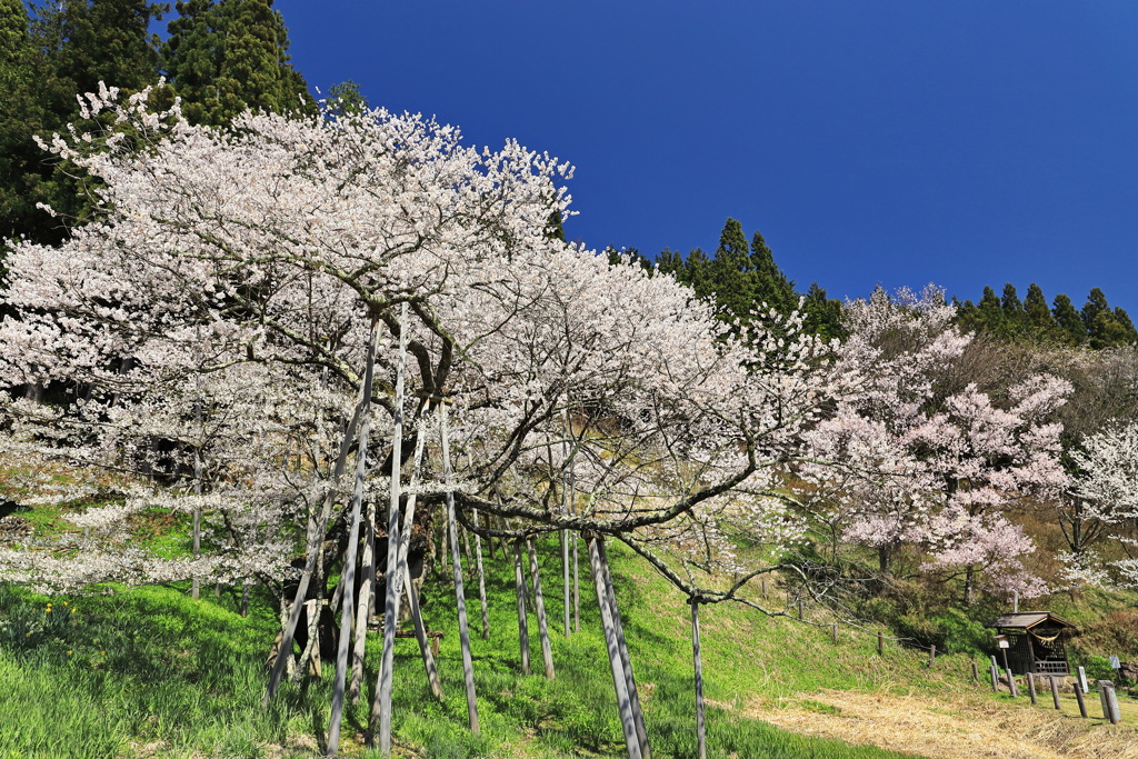 臥龍桜