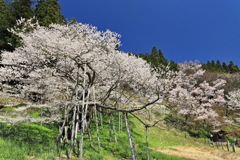 臥龍桜