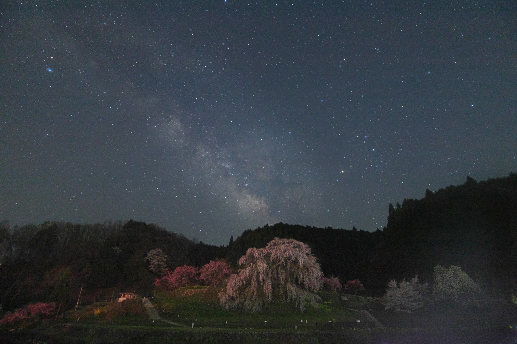 又兵衛桜と星空　改