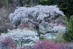 黒船桜