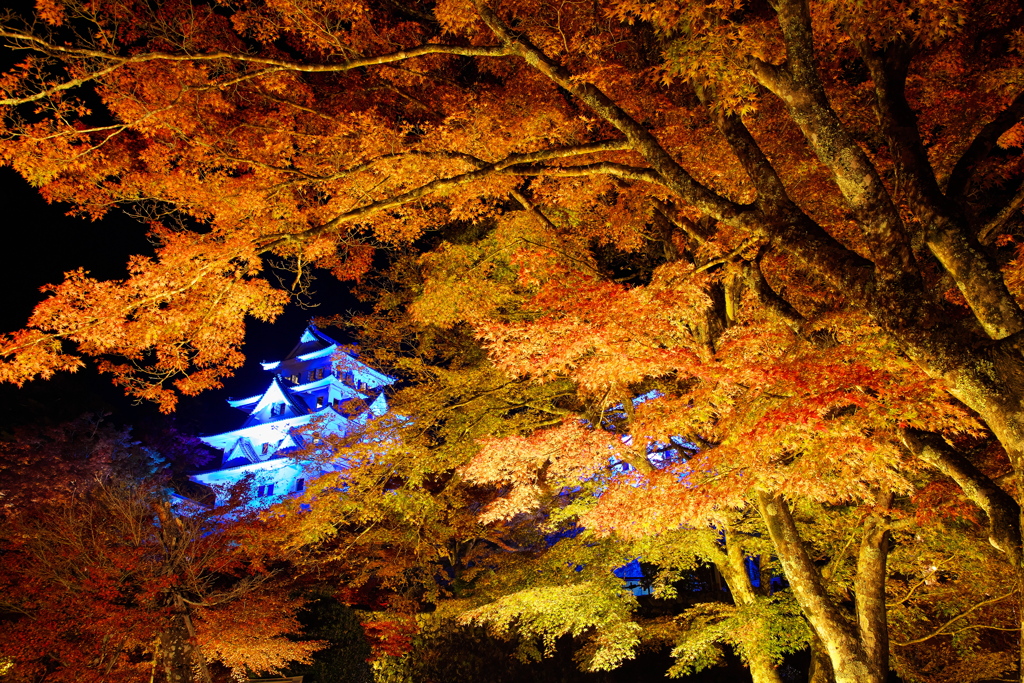郡上八幡城の紅葉