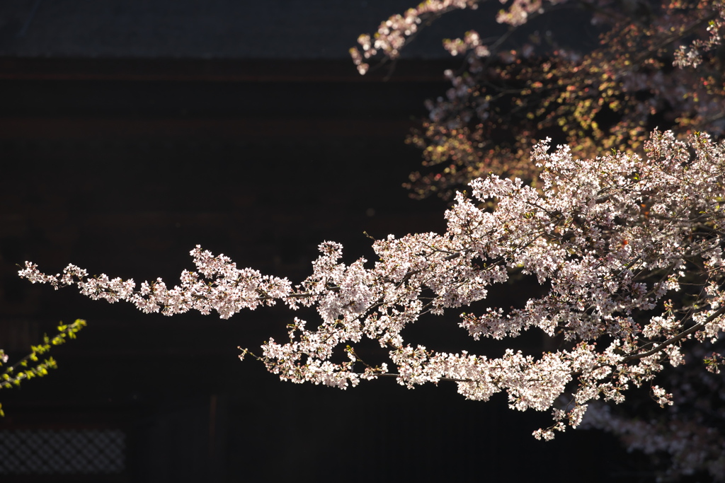 三井寺の桜