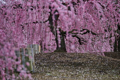 鈴鹿の森庭園１