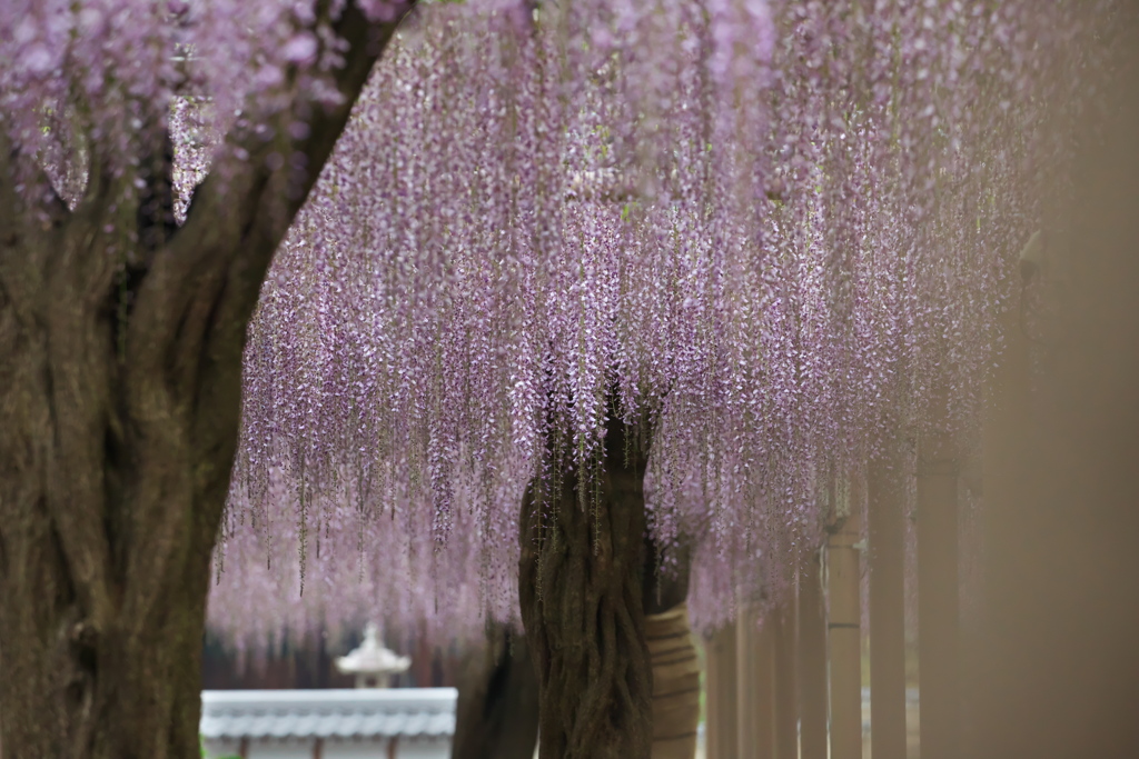 曼陀羅寺公園の藤