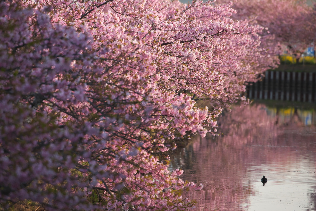 河津桜ロード