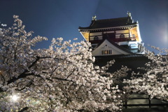 清州城の桜