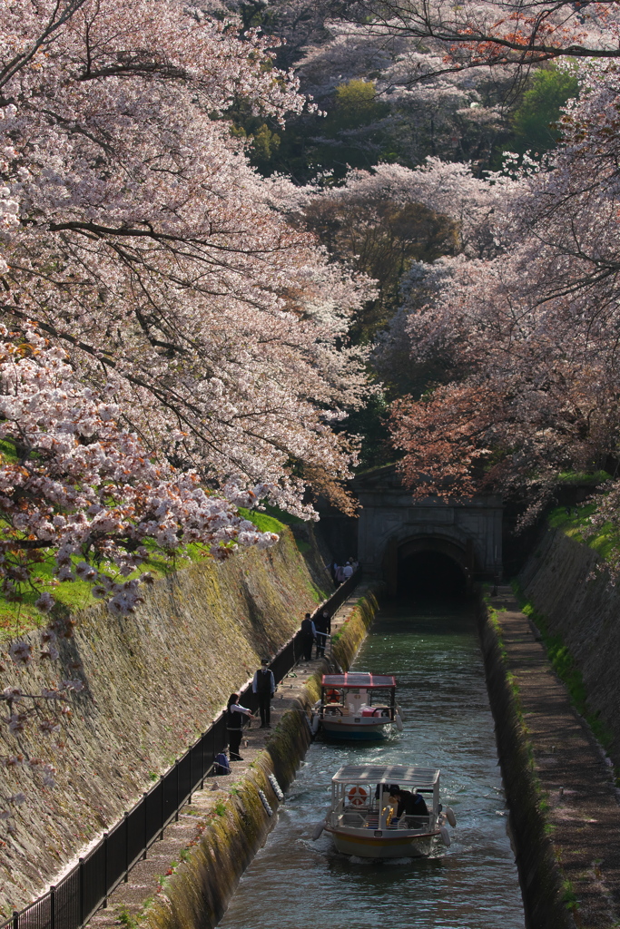 琵琶湖疏水の桜