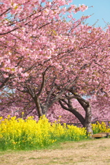 河津桜ロード