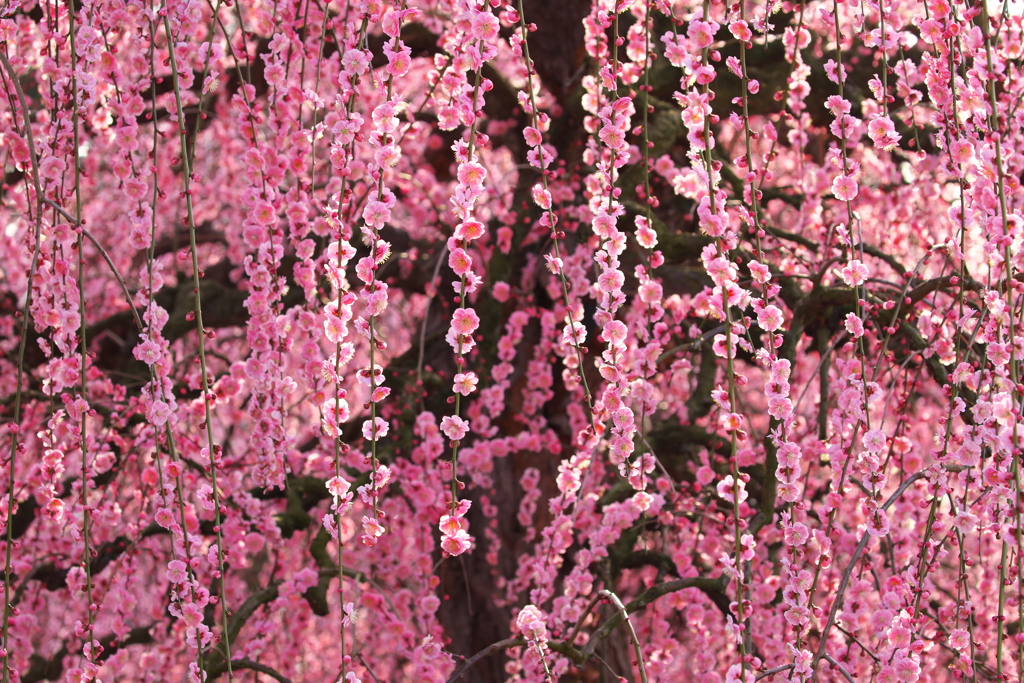 鈴鹿の森庭園