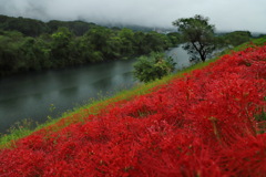 津屋川の彼岸花