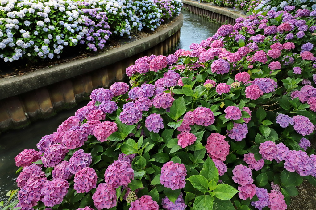 紫陽花2020⑩